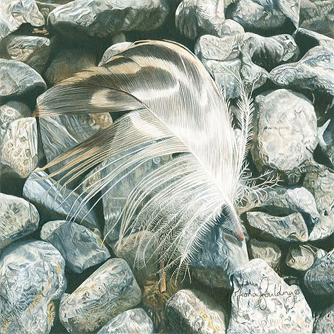 Feather settles on small rocks and pebbles.