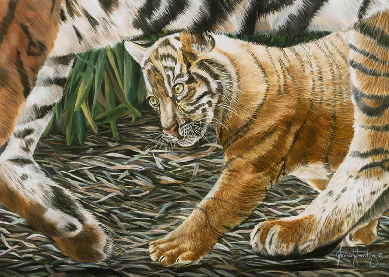 Sumatran Tiger, threats and conservation.  A Sumatran Tiger Club focuses intently on following its mothers path. 