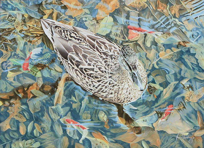 A female Mallard watches fish swim in a circle around her.  They are likely too large for her to eat so she is happy just to watch.