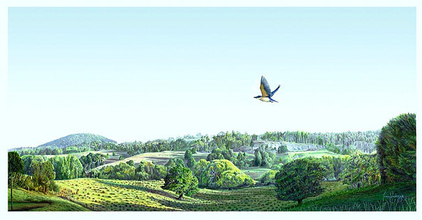 A Welcome Swallow flies over the Northland landscape in the early morning light with the peak of Maunu Hill in the distance.