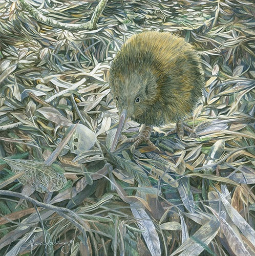 New Zealand North Island Brown Kiwi, threats and conservation.  A young vulnerable kiwi chick forages for food in the forest undergrowth