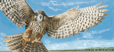 New Zealand Falcon, threats and conservation.  Despite its aggressive behaviour and dominance of the New Zealand falcon it is powerless to prevent its decline