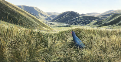 New Zealand Takahe, threats and conservation. A South Island Takahe surveys the Lindis Pass a place where it may once have lived.  It is now confined to the Fiordland mountains